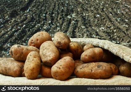 bunch of potatoes on the background of agricultural lands