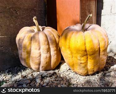 Bunch of pumpkins in the field