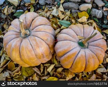 Bunch of pumpkins in the field