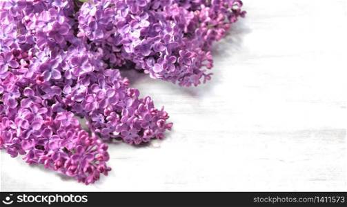 bunch of purple lilac flowers with white copy space in the right