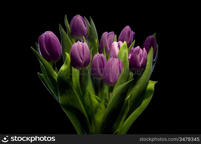 bunch of purple tulips, over black background, studio shot