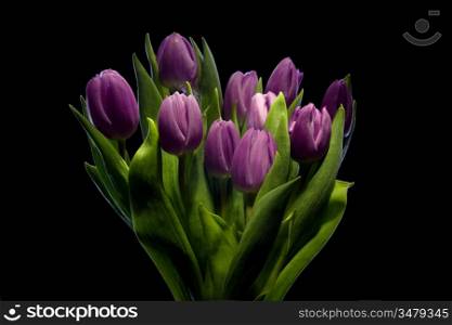 bunch of purple tulips, over black background, studio shot