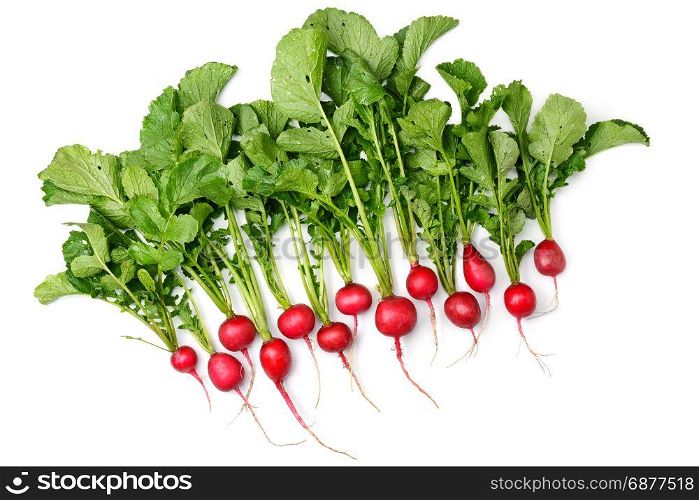 bunch of radish tubers isolated on white background. top view