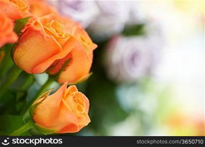 Bunch of red and orange beautiful roses