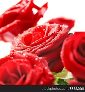 Bunch of red beautiful roses with water drops isolated on white.