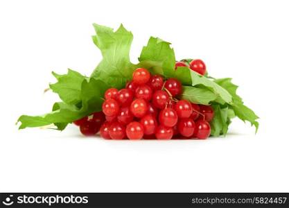 Bunch of red berries- guelder rose (Viburnum opulus) with green leaves isolated on white background