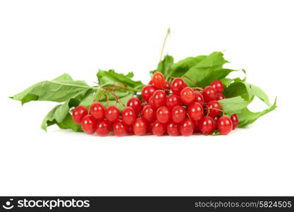 Bunch of red berries- guelder rose (Viburnum opulus) with green leaves isolated on white background