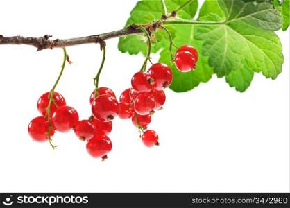 bunch of red currant isolated on white