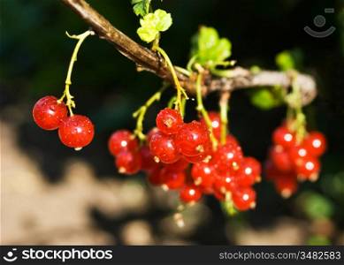 bunch of red currant wet