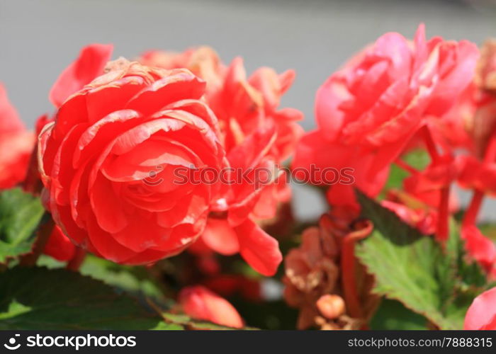 Bunch of red flowers in garden outdoor