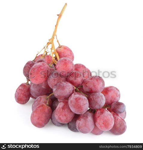 Bunch of red grapes , fresh with water drops. Isolated on white background.