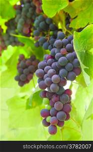 bunch of red grapes on the vine with green leaves