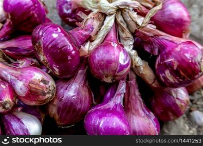 Bunch of red onions in farm soil background. Red Onions