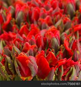 bunch of red parrot tulips close up background