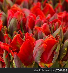bunch of red parrot tulips close up background