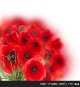 bunch of red poppy flowers on white background. bunch of poppy flowers