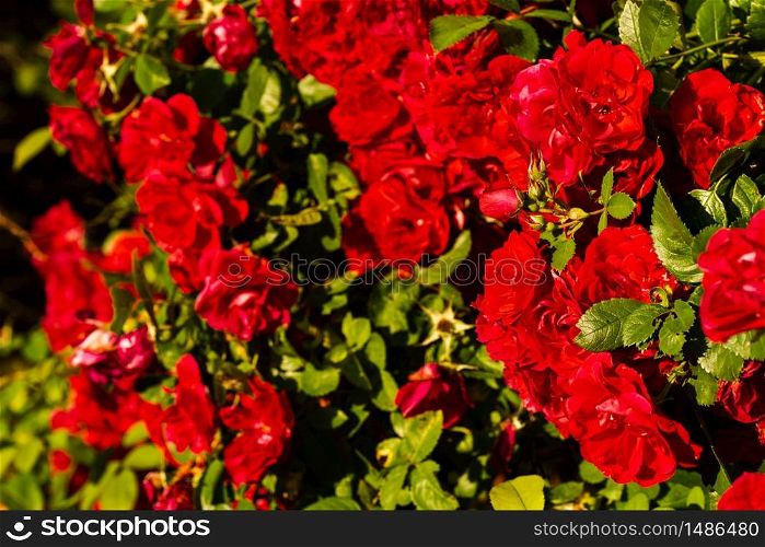 Bunch of red rose flower on bush, sunny day. Nature in garden.. Bunch of red rose flower on bush, sunny day.