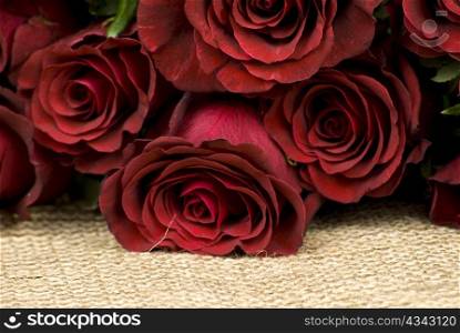 bunch of red roses layed over hessian fabric