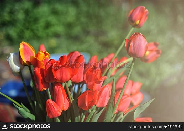 bunch of red tulips . bunch of red tulips with starburst sun