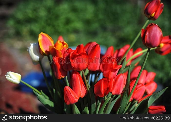 bunch of red tulips. bunch of red tulips with starburst sun