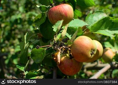 Bunch of ripe apples on an apple tree brach