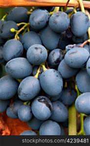 Bunch of ripe blue grapes. Variety called Moldova.