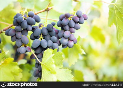 Bunch of ripe fragrant blue grapes on a branch. Natural background. Bunch of ripe fragrant blue grapes on branch