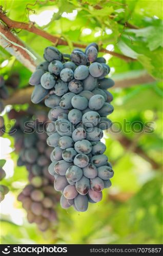Bunch of ripe grapes. Bunch of grapes on a background of the sunny sky.