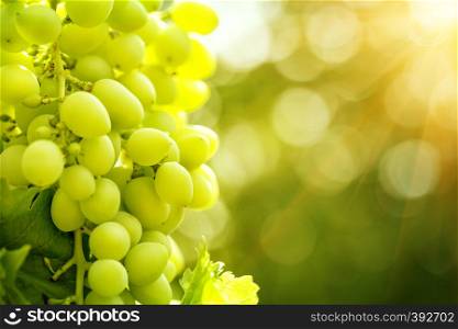 Bunch of ripe grapes in the bright sunlight. Bunch of ripe grapes in bright sunlight