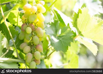Bunch of ripe grapes on a branch in a bright sun. Bunch of ripe grapes on a branch