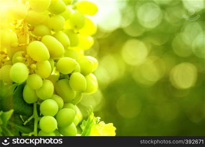 Bunch of ripe juicy grapes on a branch in bright sunlight. Bunch of ripe juicy grapes on branch in bright sunlight