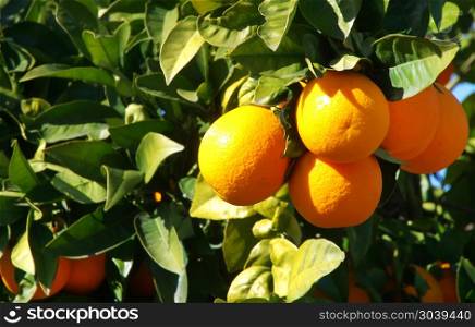 Bunch of ripe oranges hanging on a branch