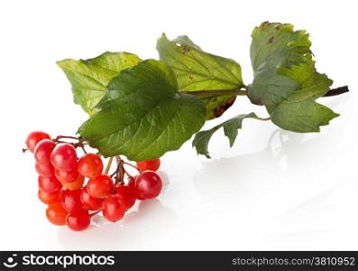 Bunch of ripe viburnum isolated on a white background