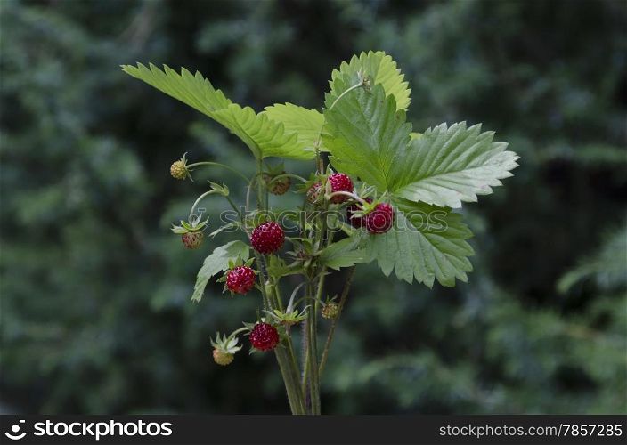 Bunch of ripe wild strawberry fruits, Plana mountain, Bulgaria