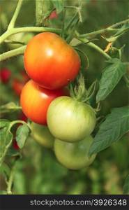 Bunch of ripening tomatoes hanging in the greenhouse in summertime, close up