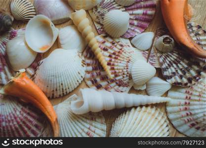 Bunch of seashells on still life. Image can be used as background.