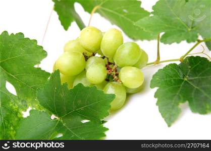 Bunch of seedless grapes and grapevine on a white background. Green Grapes