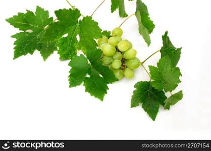 Bunch of seedless grapes and grapevine on a white background. Seedless Grapes