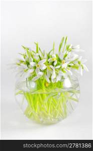Bunch of snowdrops in transparent vase