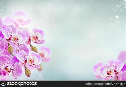 bunch of soft pink orchid branches on blue bokeh background banner. pink orchid branch close up