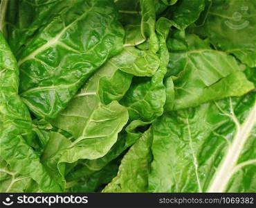Bunch of Spinach for sale at the Farmers Market