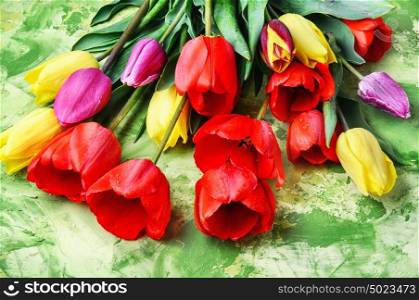 Bunch of spring beautiful tulip flower. bouquet red,yellow and purple tulips on green background