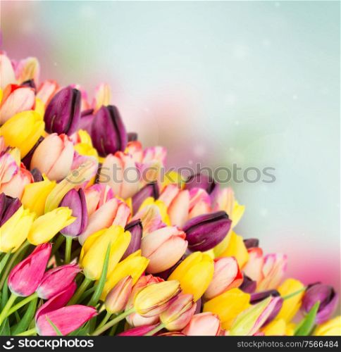 bunch of spring multicolored tulips border on blue bokeh background. bunch of spring tulips on blue