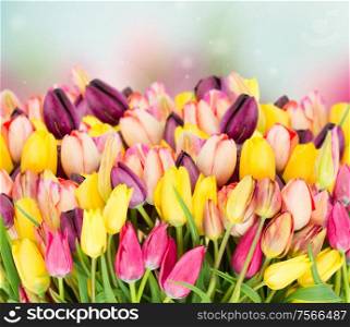bunch of spring multicolored tulips border on blue bokeh background. bunch of spring tulips on blue