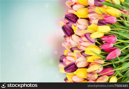 bunch of spring multicolored tulips border on blue bokeh background banner. bunch of spring tulips on blue