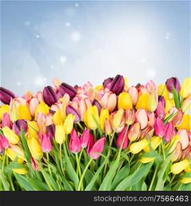 bunch of spring multicolored tulips on blue bokeh background
