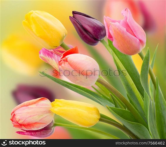 Bunch of spring tulips flowers close up on white background. bunch of tulips flowers close up