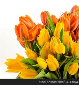 Bunch of spring tulips flowers colorful on white background