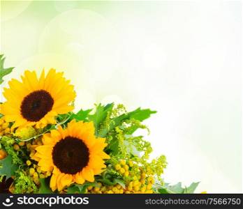Bunch of sunflowers with green leaves and red berries on wood border over green garden bokeh background. Sunflowers with green leaves