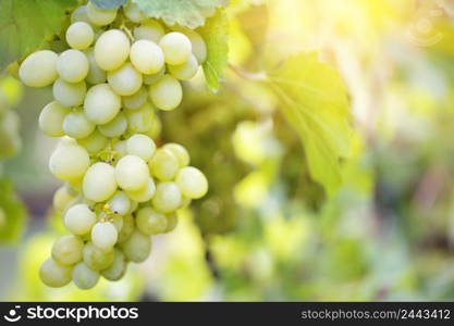 Bunch of sweet ripe grapes on a branch. Bright sun. Natural background. Bunch of sweet ripe grapes on a branch